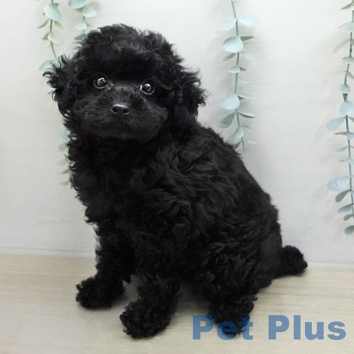 トイ・プードル