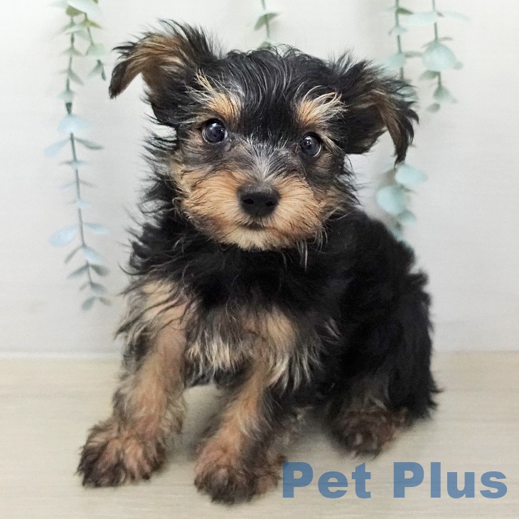 ヨークシャー・テリアの写真2