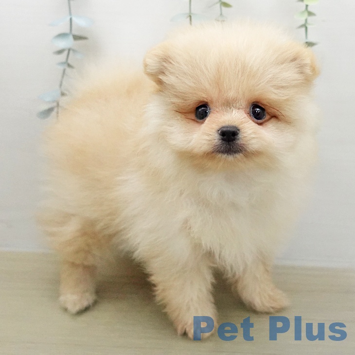 ポメラニアンの写真2