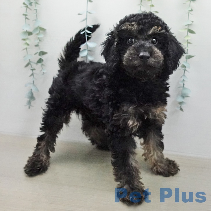 トイ・プードルの写真2