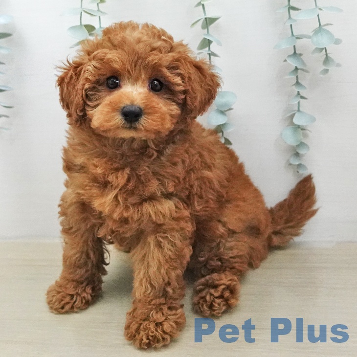 トイ・プードル