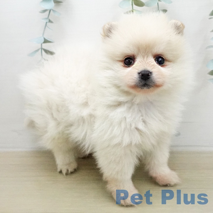 ポメラニアンの写真2