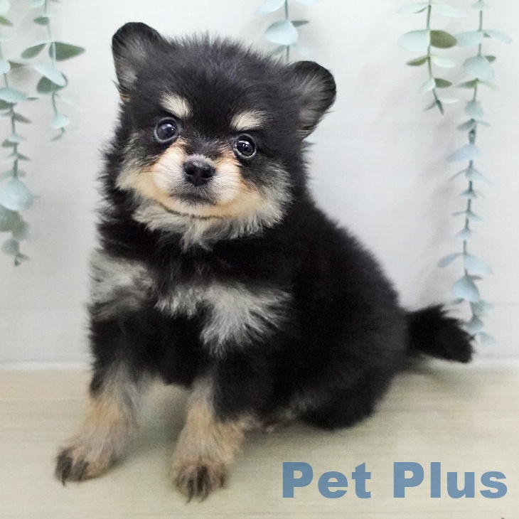 ポメラニアンの写真2