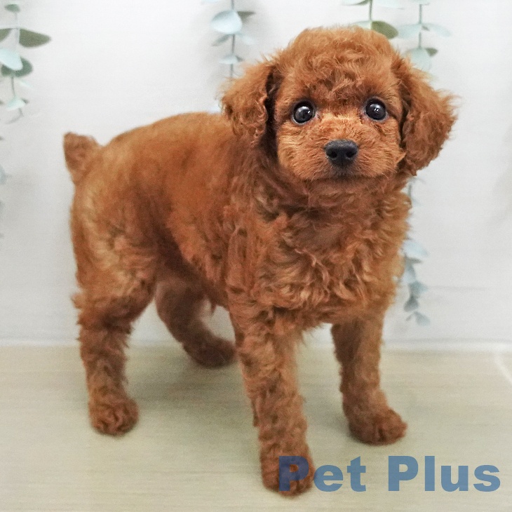 トイ・プードル