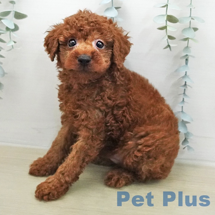 トイ・プードルの写真2