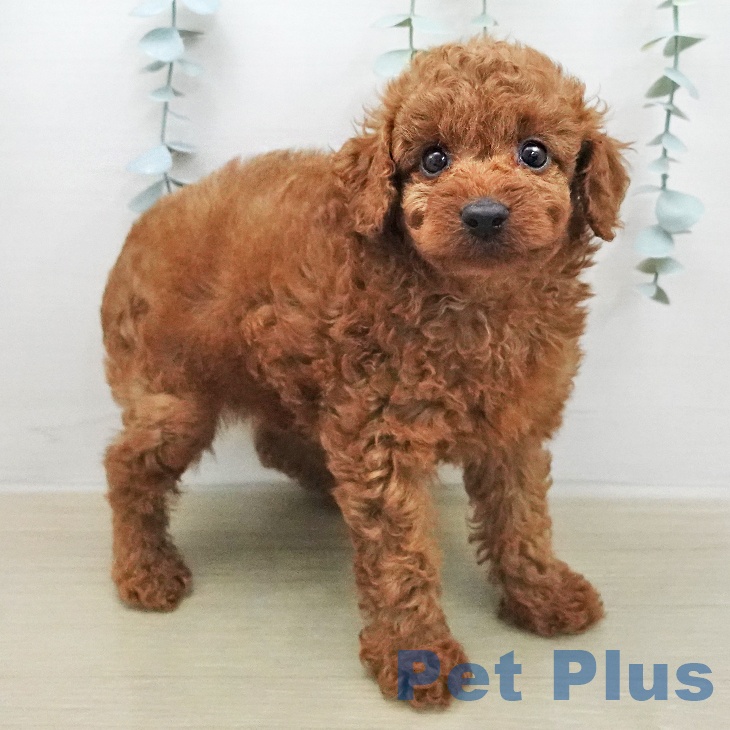 トイ・プードル