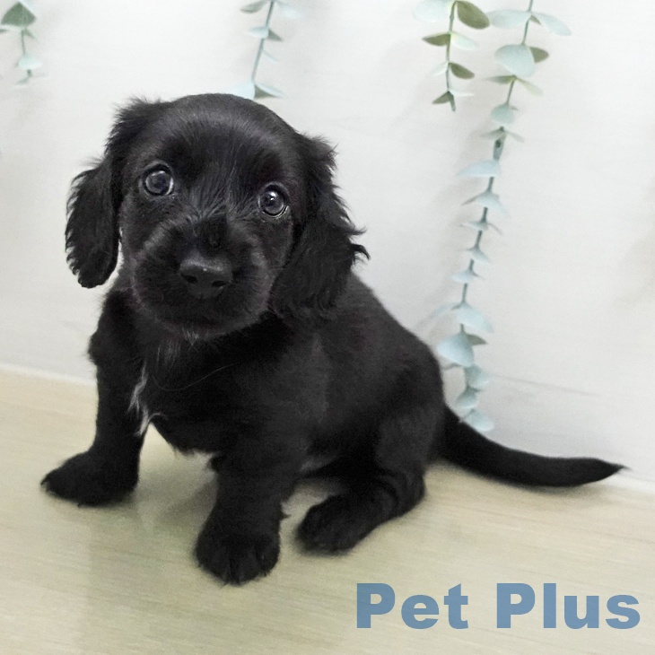 埼玉県のミニチュアダックスフンド(ロング) (ペットプラス ららぽーと新三郷店/2025年12月19日生まれ/男の子/ブラック)の子犬の1枚目の画像