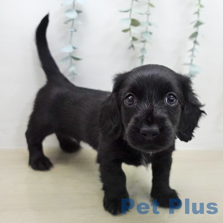 埼玉県のミニチュアダックスフンド(ロング) (ペットプラス ららぽーと新三郷店/2025年12月19日生まれ/男の子/ブラック)の子犬の2枚目の画像