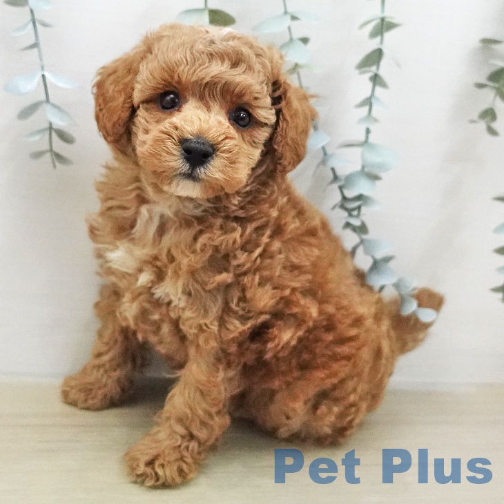 トイ・プードル