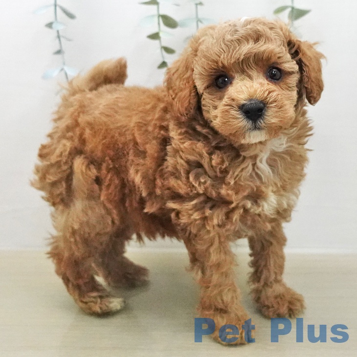 トイ・プードル