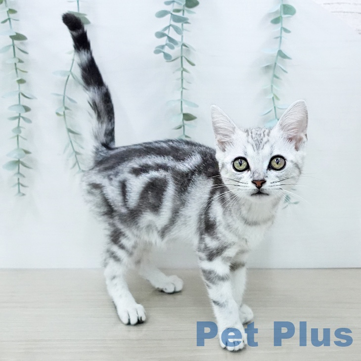 アメリカンショートヘア