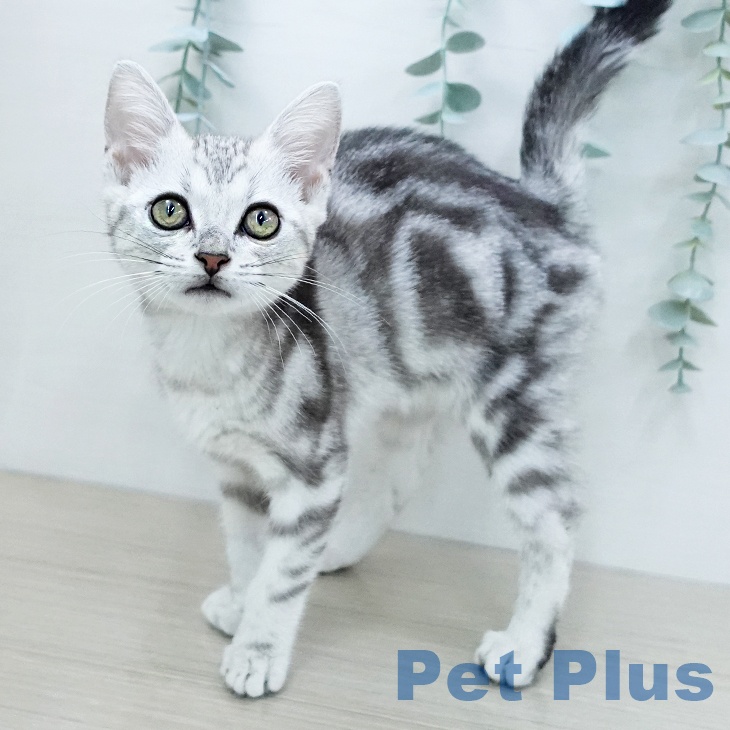 アメリカンショートヘアの写真2