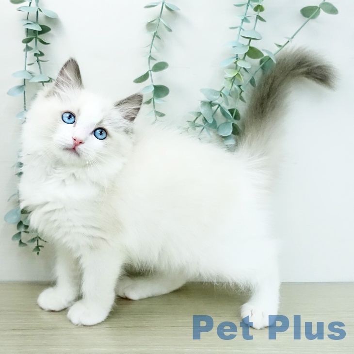 ラグドールの写真2