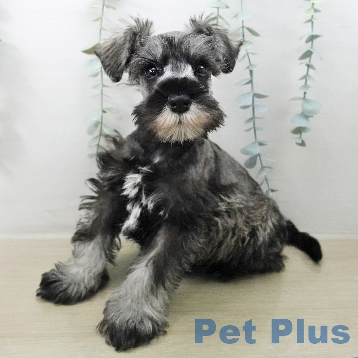 ミニチュア・シュナウザー