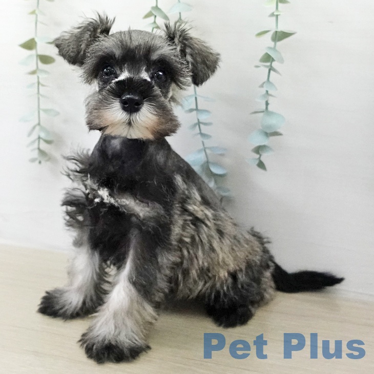 長野県のミニチュアシュナウザー (ペットプラス 須坂店/2025年12月25日生まれ/女の子/ソルトペッパー)の子犬の1枚目の画像