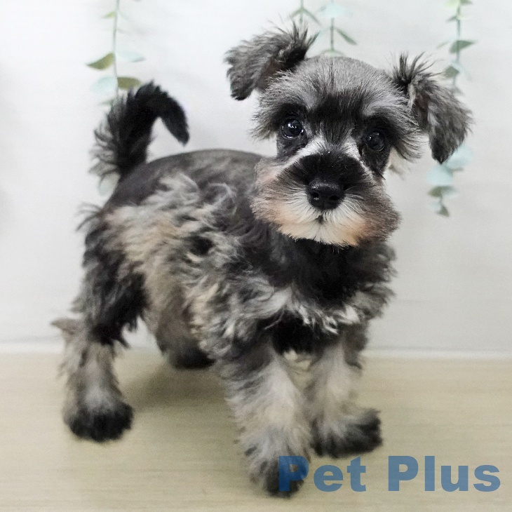 長野県のミニチュアシュナウザー (ペットプラス 須坂店/2025年12月25日生まれ/女の子/ソルトペッパー)の子犬の2枚目の画像