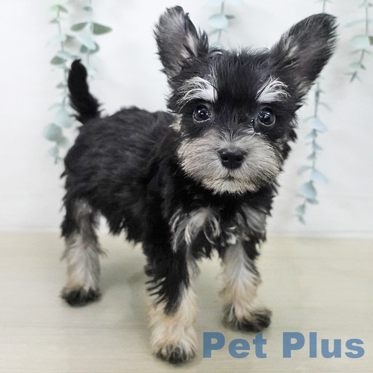 ミニチュア・シュナウザーの写真2