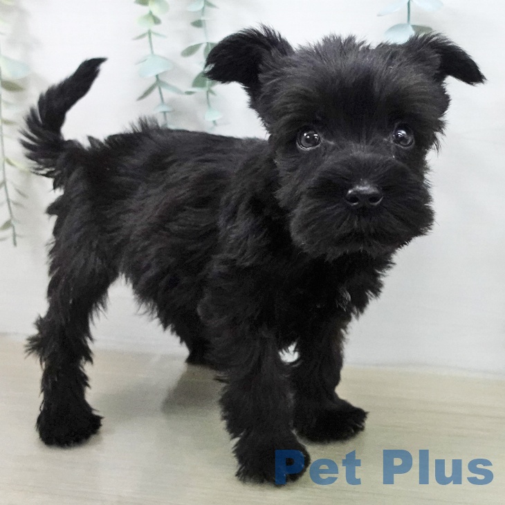 ミニチュア・シュナウザーの写真2