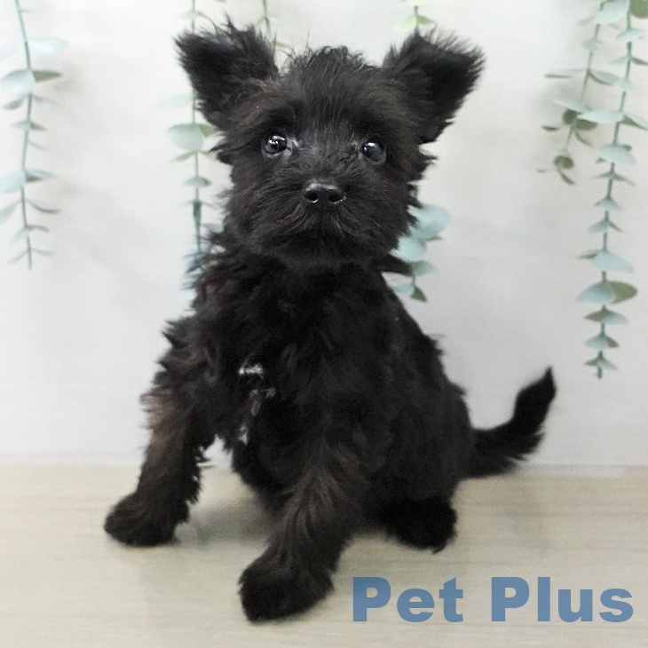 ミニチュア・シュナウザー