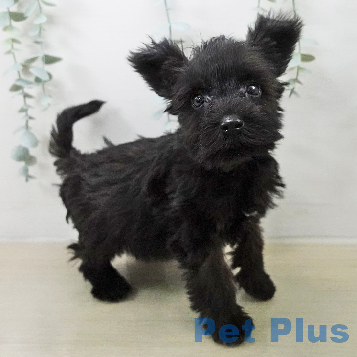 ミニチュア・シュナウザーの写真2