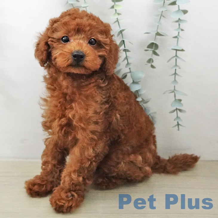 埼玉県のトイプードル(トイ) (ペットプラス イオンモール春日部店/2025年12月22日生まれ/女の子/レッドフォーン)の子犬の1枚目の画像
