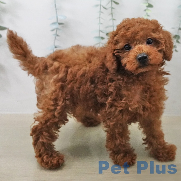 埼玉県のトイプードル(トイ) (ペットプラス イオンモール春日部店/2025年12月22日生まれ/女の子/レッドフォーン)の子犬の2枚目の画像