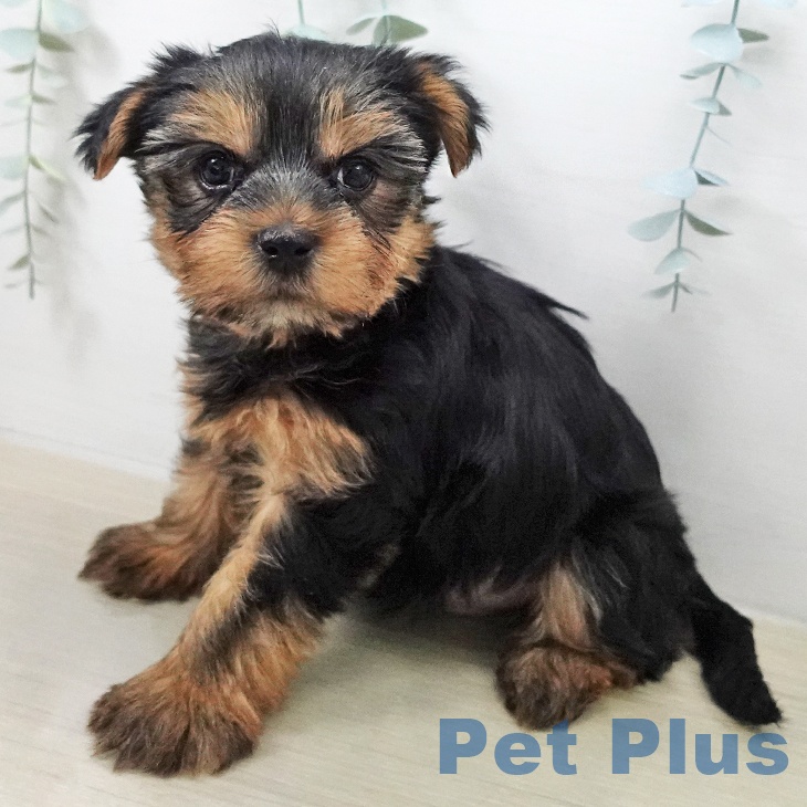 ヨークシャー・テリア