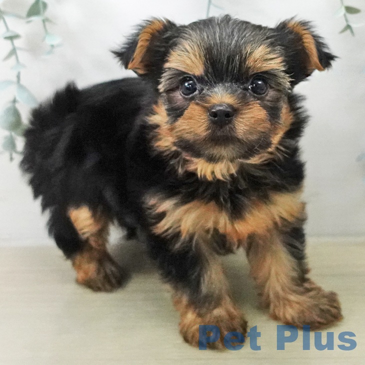 長野県のヨークシャーテリア (ペットプラス 松本店/2025年12月27日生まれ/男の子/スチールブルータン)の子犬の2枚目の画像