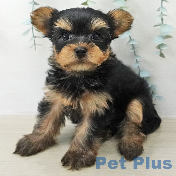 ヨークシャー・テリアの写真2