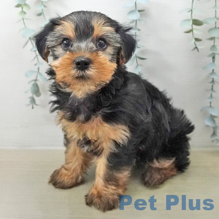 ヨークシャー・テリア