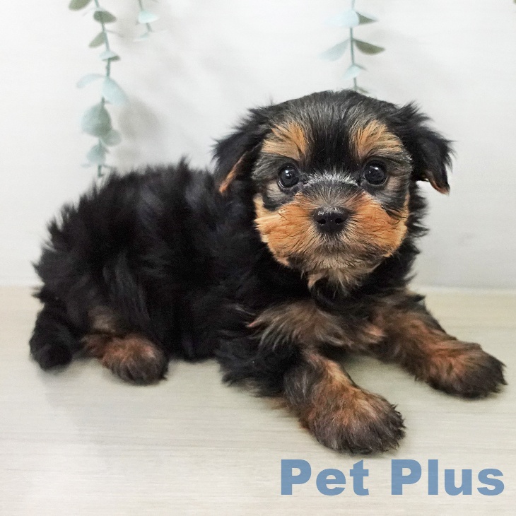 ヨークシャー・テリアの写真2