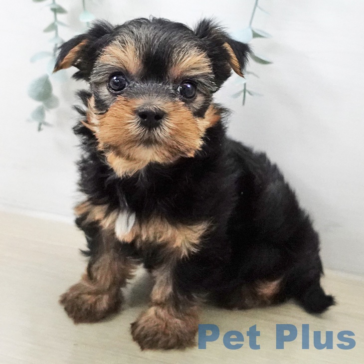 ヨークシャー・テリア