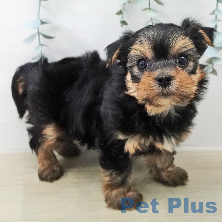 ヨークシャー・テリア