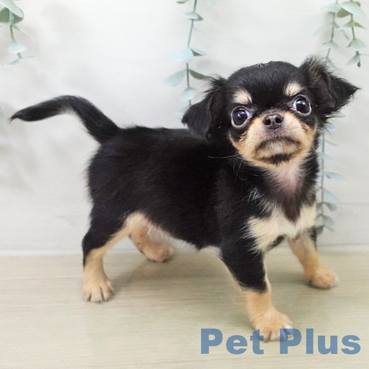 埼玉県のチワワ(ロング) (ペットプラス コクーンシティ店/2025年12月21日生まれ/女の子/ブラックタン)の子犬の1枚目の画像