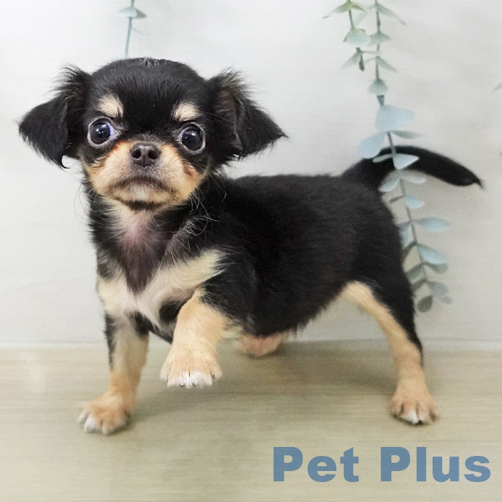 埼玉県のチワワ(ロング) (ペットプラス コクーンシティ店/2025年12月21日生まれ/女の子/ブラックタン)の子犬の2枚目の画像