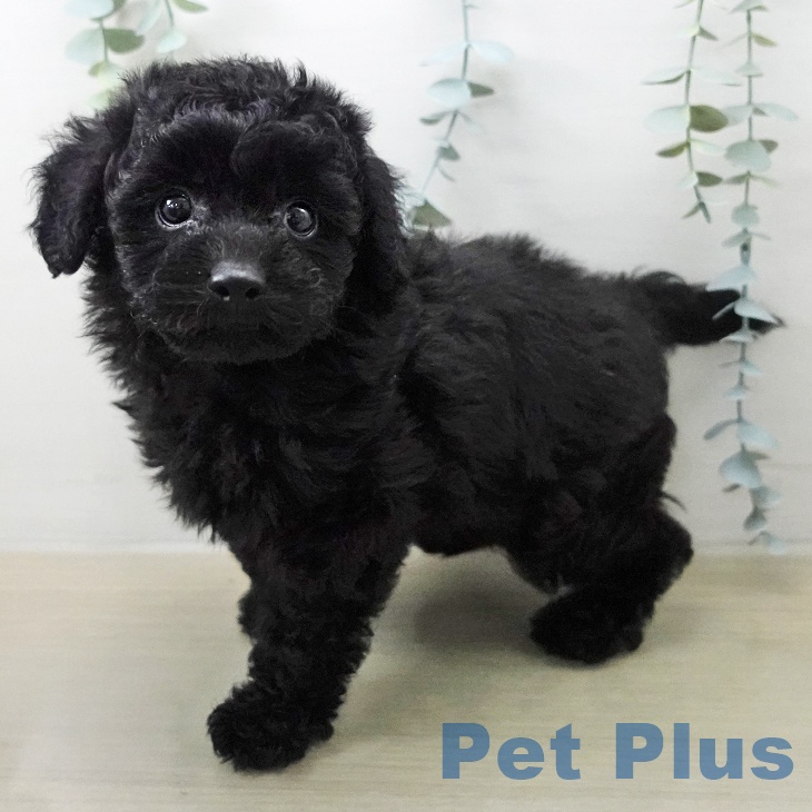 トイ・プードル