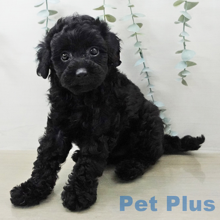 トイ・プードルの写真2