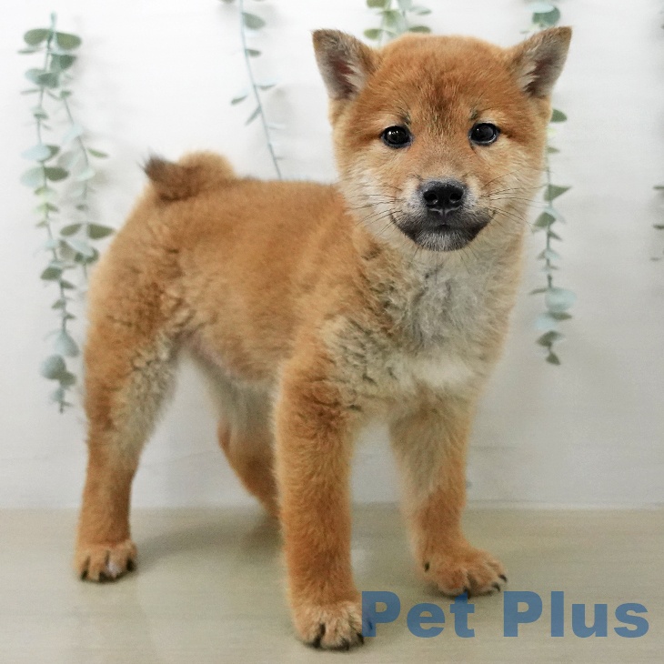 福島県の柴犬(標準サイズ) (ペットプラス 福島店/2025年12月24日生まれ/男の子/赤)の子犬