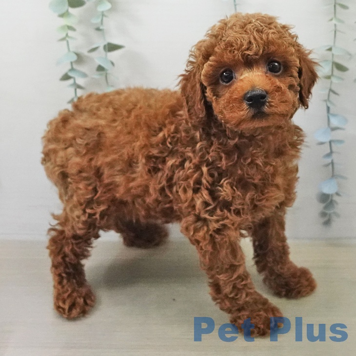 長野県のトイプードル(トイ) (ペットプラス 松本店/2025年12月31日生まれ/女の子/レッド)の子犬の2枚目の画像