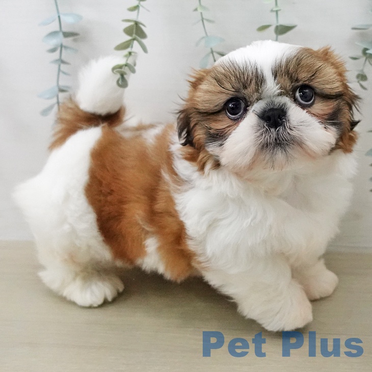 シー・ズーの写真2