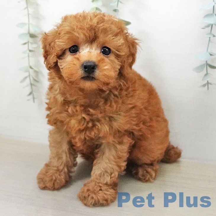 福島県のトイプードル(トイ) (ペットプラス イオンタウン郡山店/2025年12月28日生まれ/男の子/アプリコット)の子犬