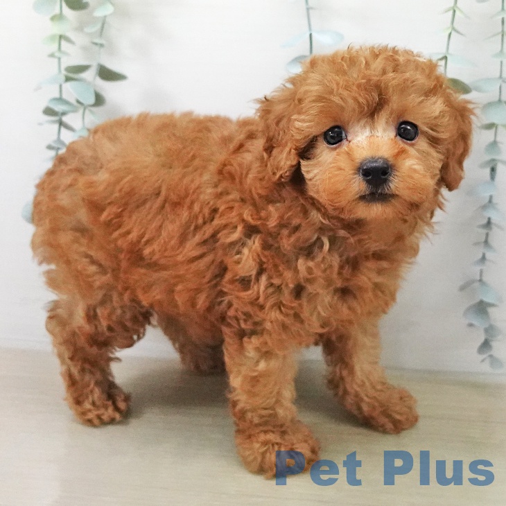 福島県のトイプードル(トイ) (ペットプラス イオンタウン郡山店/2025年12月28日生まれ/男の子/アプリコット)の子犬の2枚目の画像