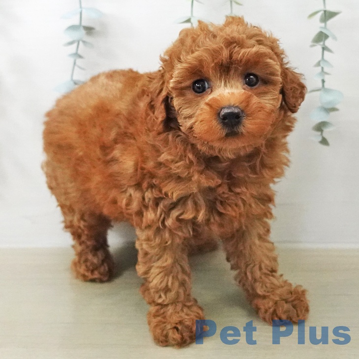 トイ・プードルの写真2