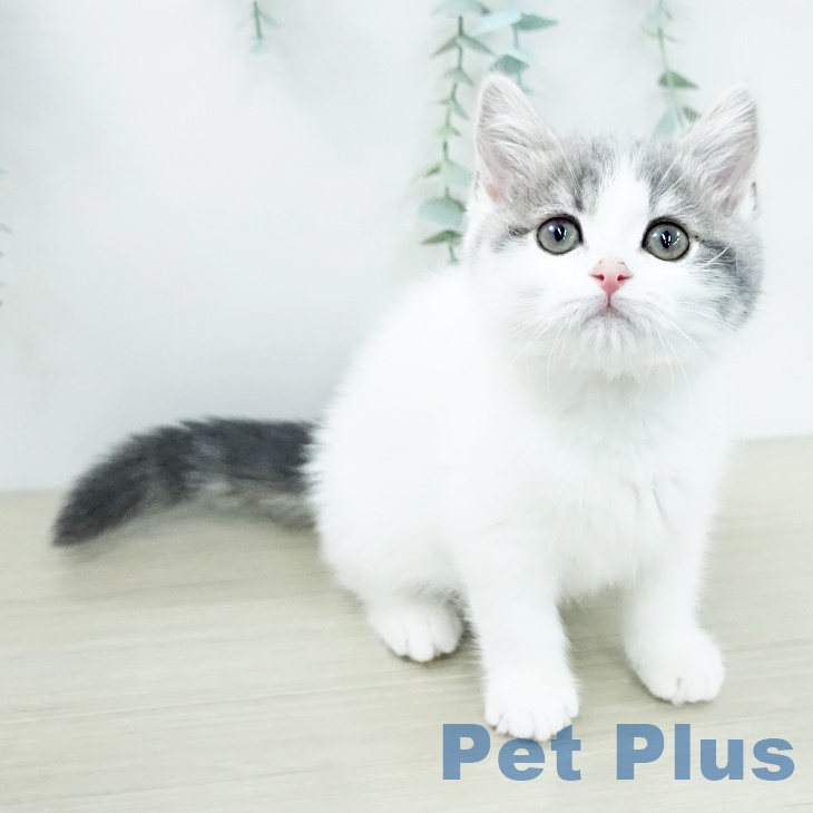 スコティッシュフォールド