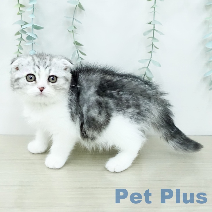 スコティッシュフォールド