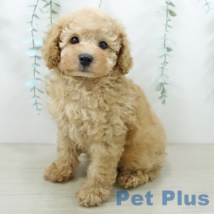 トイ・プードル