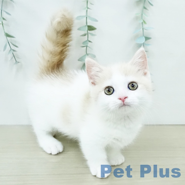 マンチカンの写真2