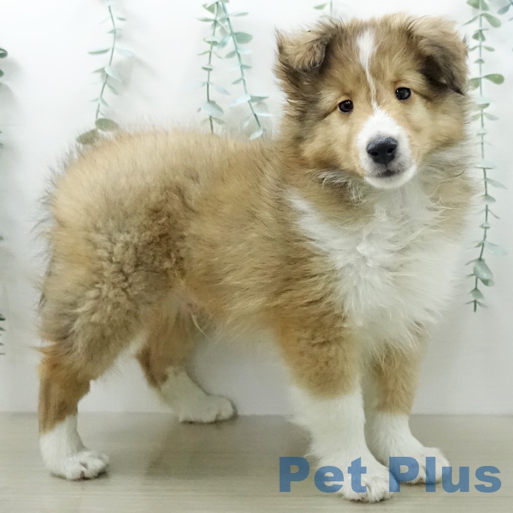 長野県のシェットランドシープドッグ (ペットプラス 松本店/2025年12月20日生まれ/男の子/セーブルホワイト)の子犬の1枚目の画像