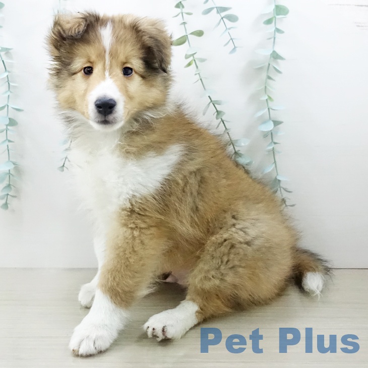 長野県のシェットランドシープドッグ (ペットプラス 松本店/2025年12月20日生まれ/男の子/セーブルホワイト)の子犬の2枚目の画像
