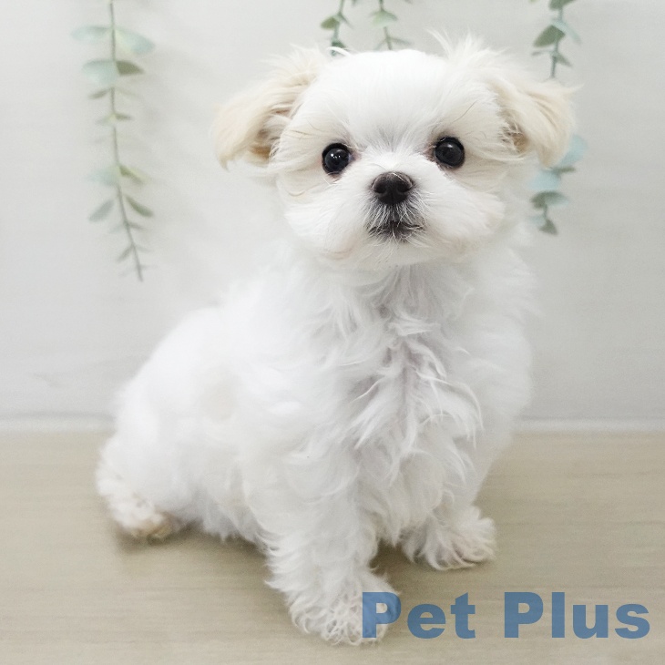 マルチーズの写真2